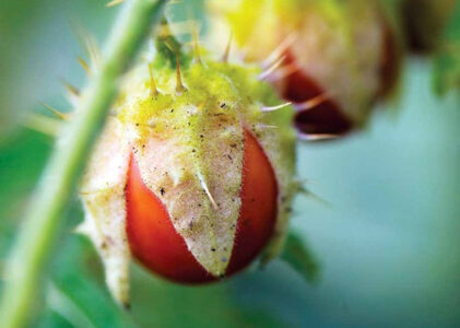 Litchi Tomato Image